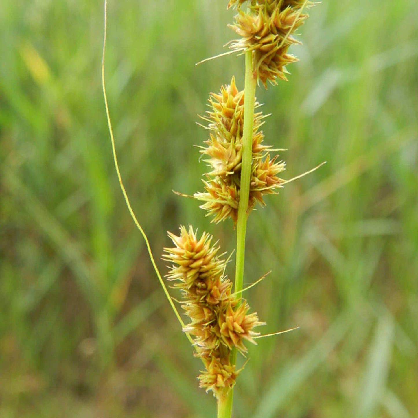 
                  
                    Semences - Carex vulpinoïde
                  
                
