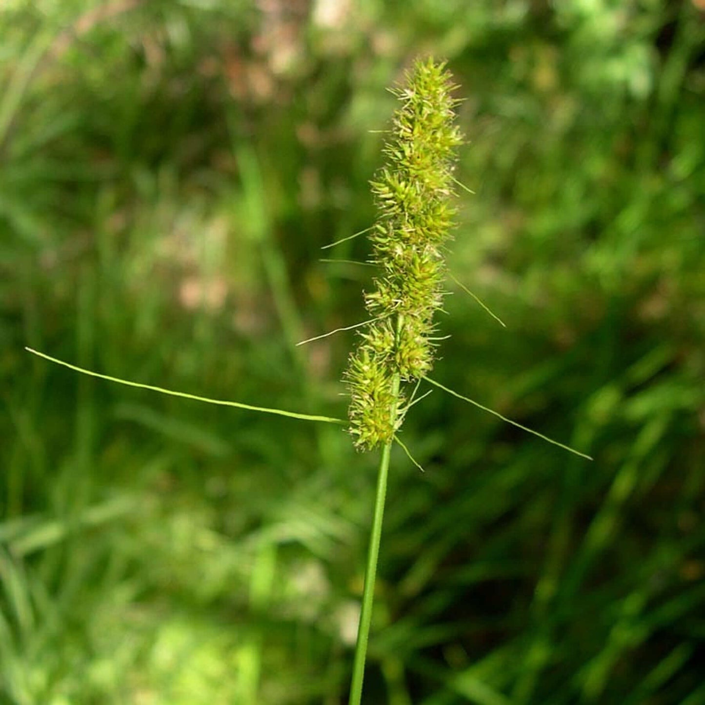 
                  
                    Semences - Carex vulpinoïde
                  
                