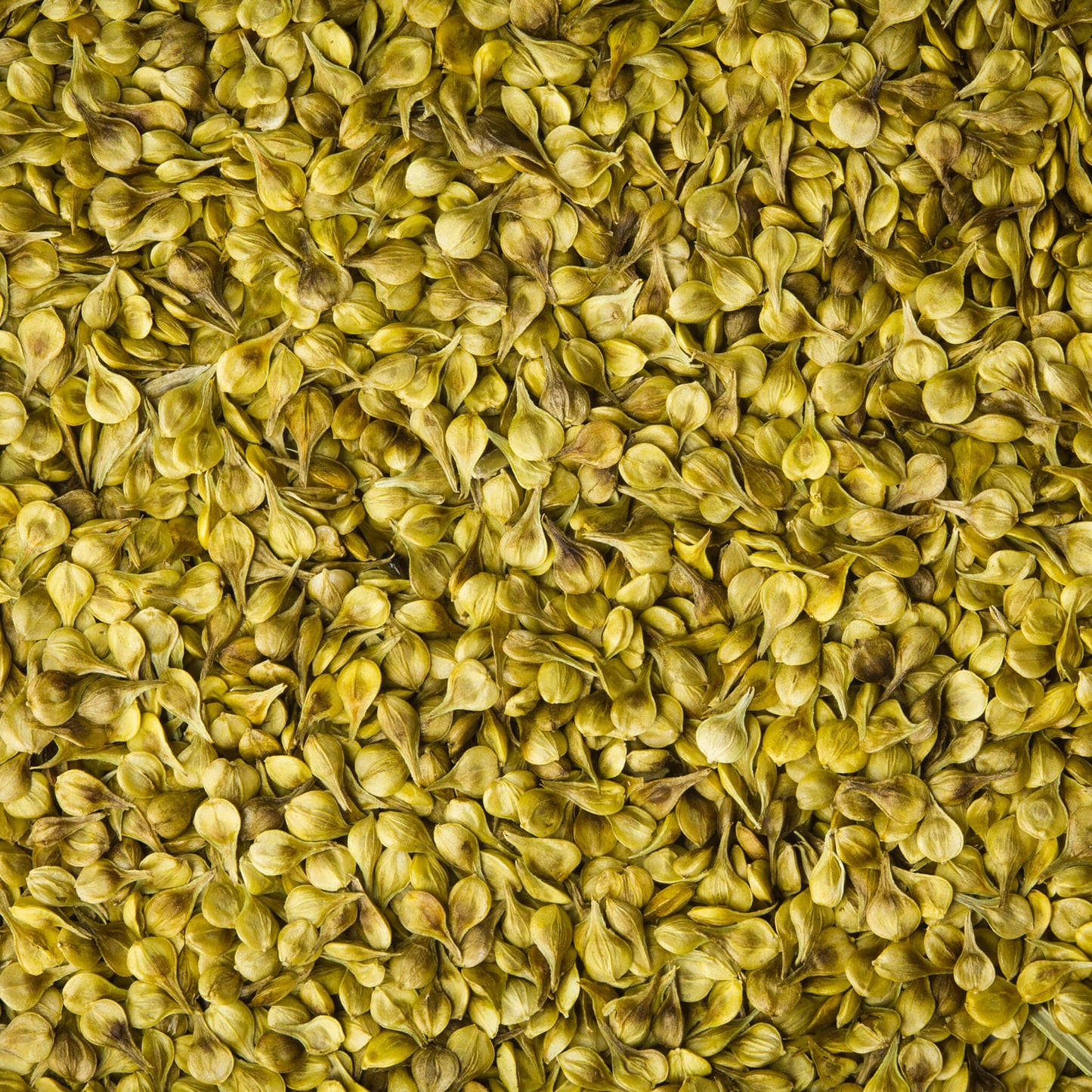 
                  
                    Semences - Carex vulpinoïde
                  
                