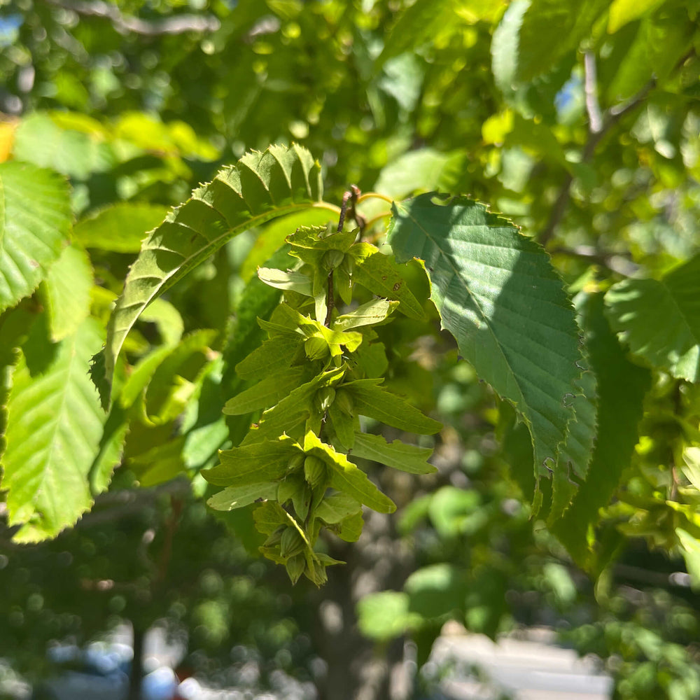 
                  
                    Seeds - American Hornbeam
                  
                