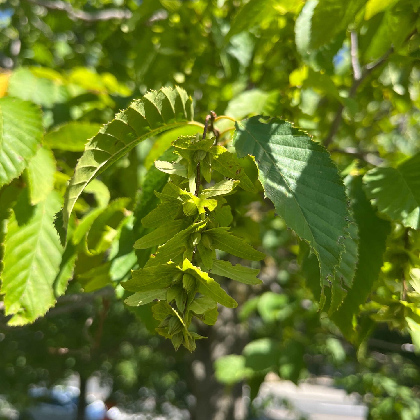 
                  
                    Seeds - American Hornbeam
                  
                