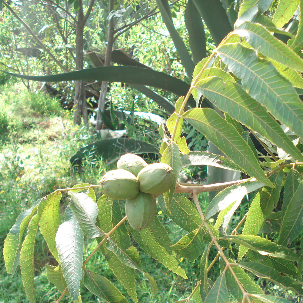 Semences stratifiées - Pacanier du Nord
