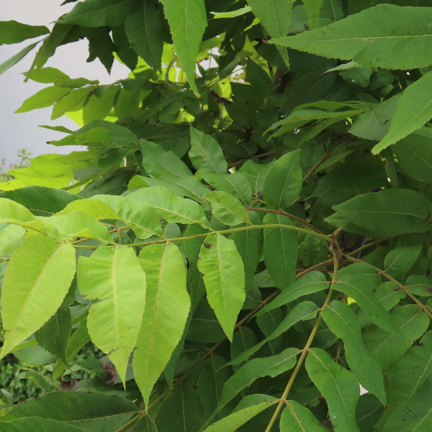 
                  
                    Semences stratifiées - Pacanier du Nord
                  
                