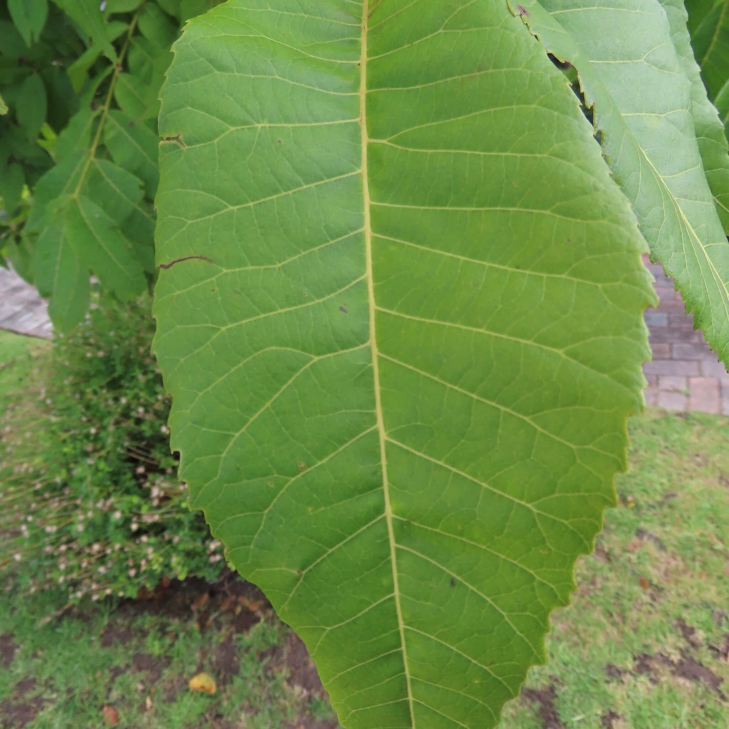 
                  
                    Semences stratifiées - Pacanier du Nord
                  
                