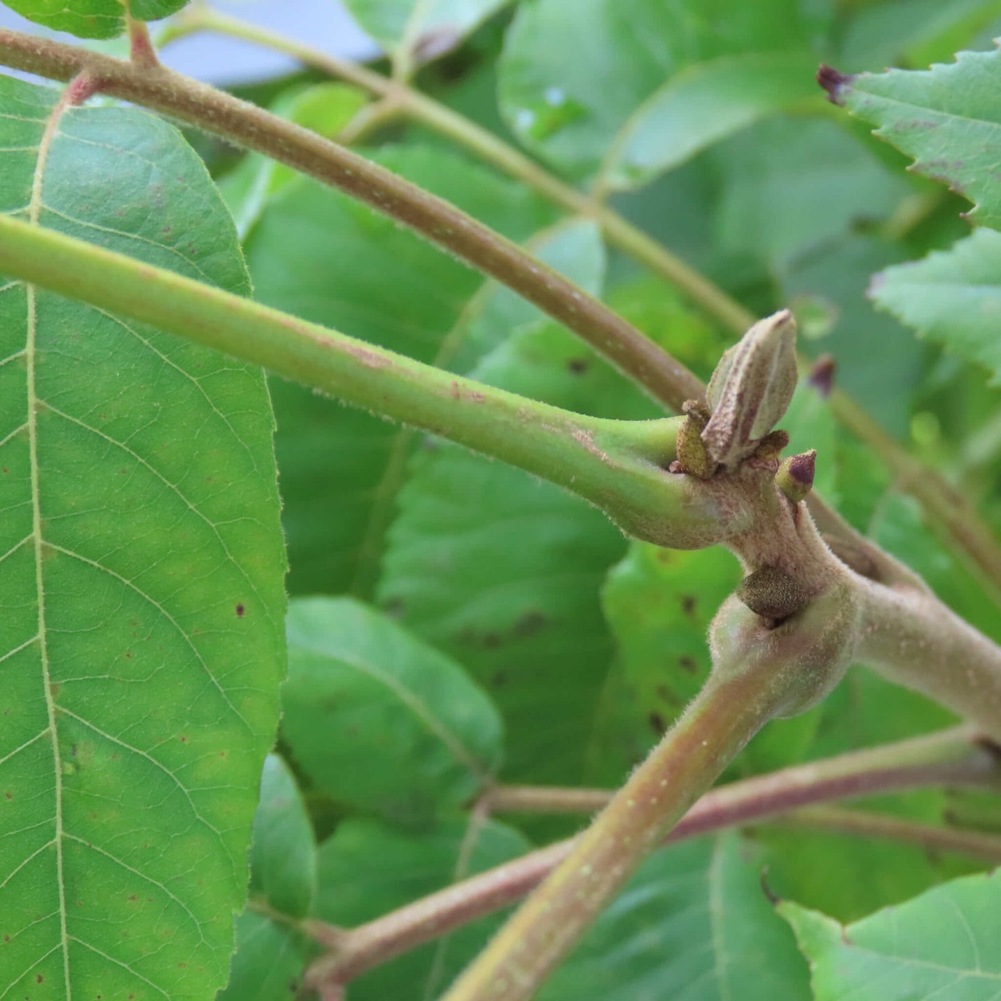 
                  
                    Semences stratifiées - Pacanier du Nord
                  
                