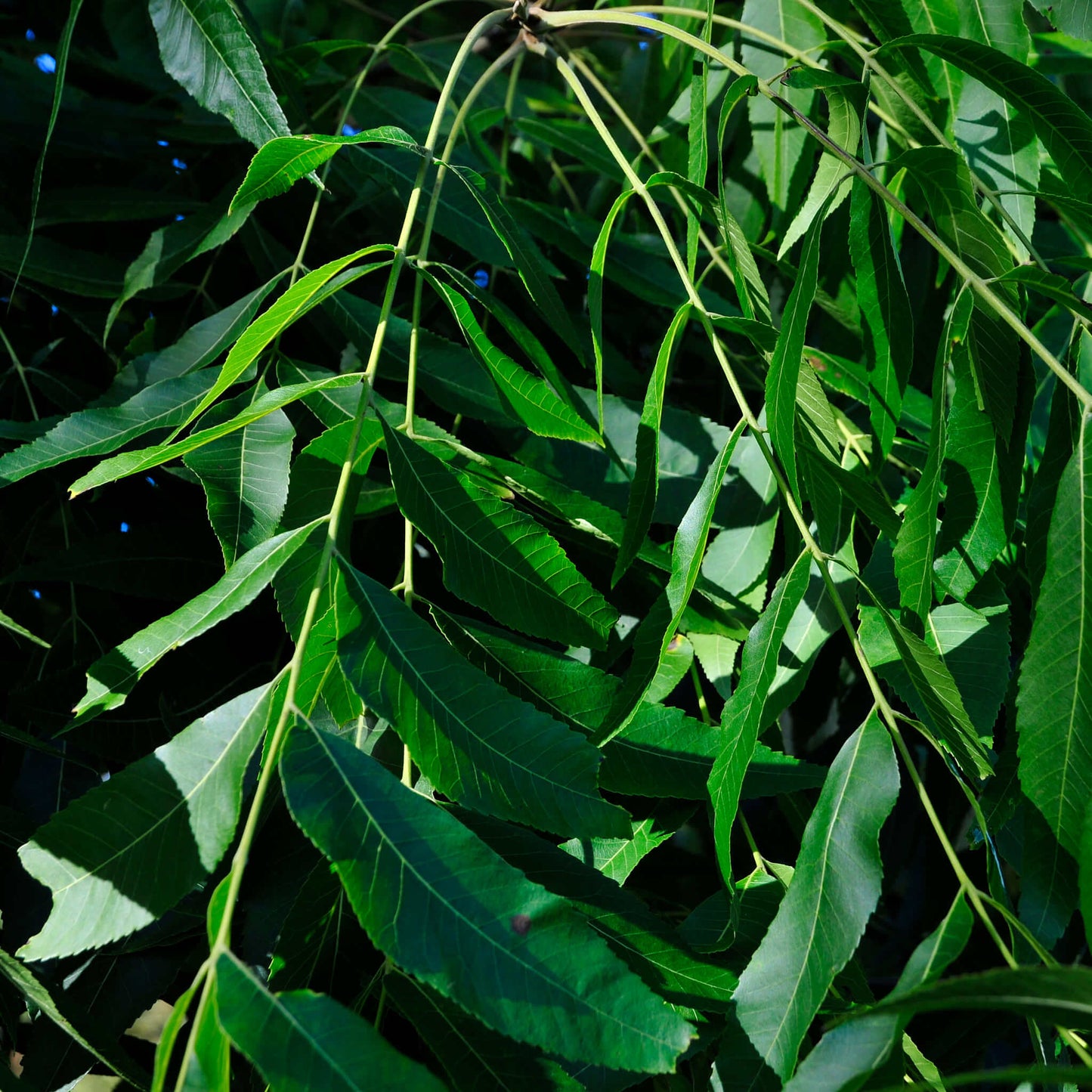 
                  
                    Semences stratifiées - Pacanier du Nord
                  
                