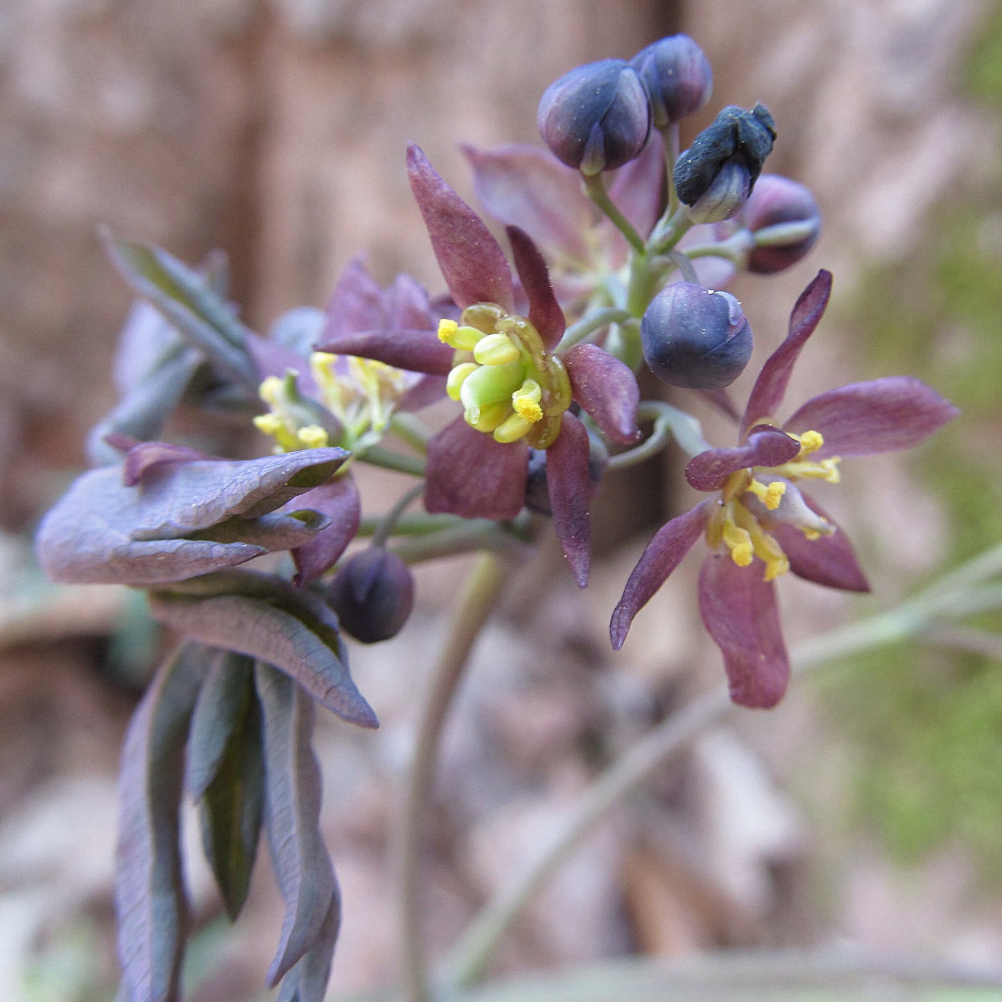 
                  
                    Semences stratifiées - Caulophylle faux-pigamon
                  
                