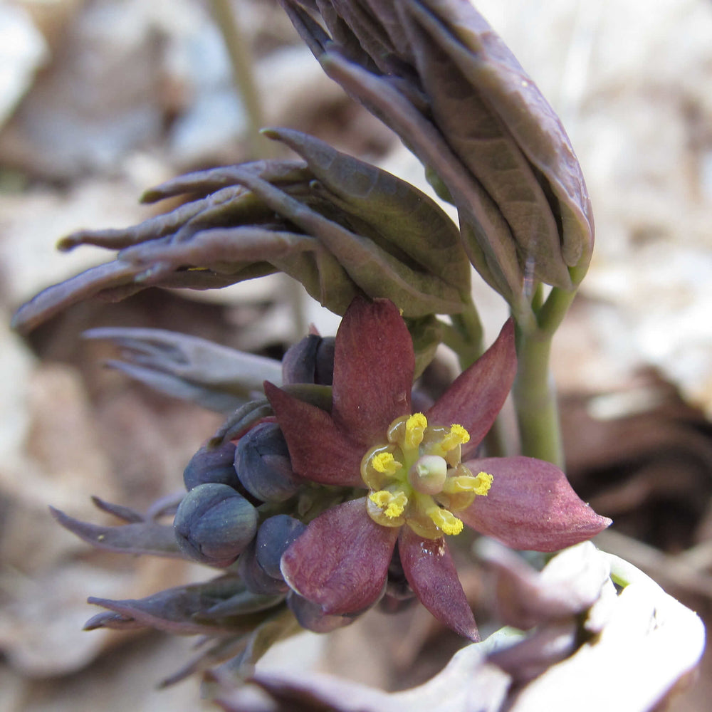 
                  
                    Semences stratifiées - Caulophylle faux-pigamon
                  
                