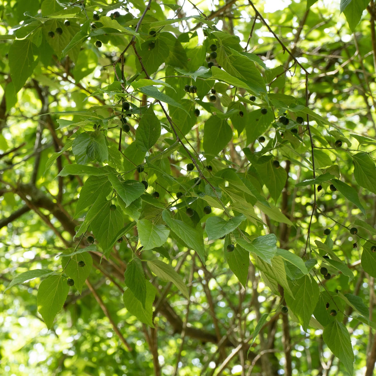 
                  
                    Semences - Micocoulier occidental
                  
                