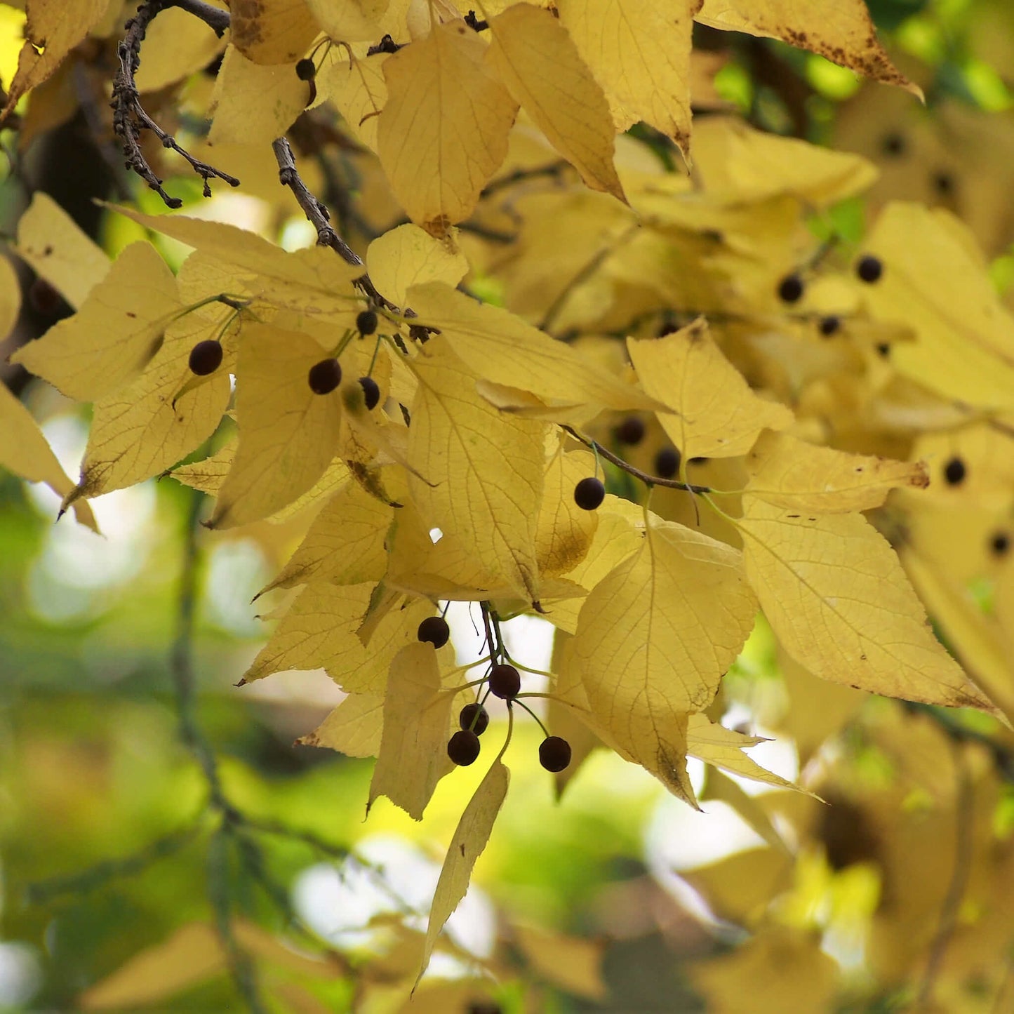 
                  
                    Semences - Micocoulier occidental
                  
                
