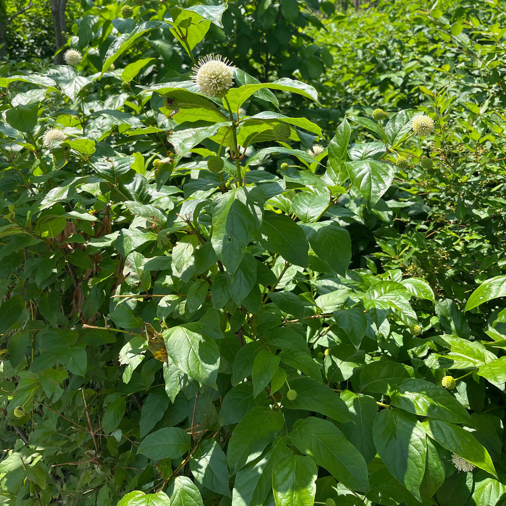 
                  
                    Semences - Bois-bouton
                  
                