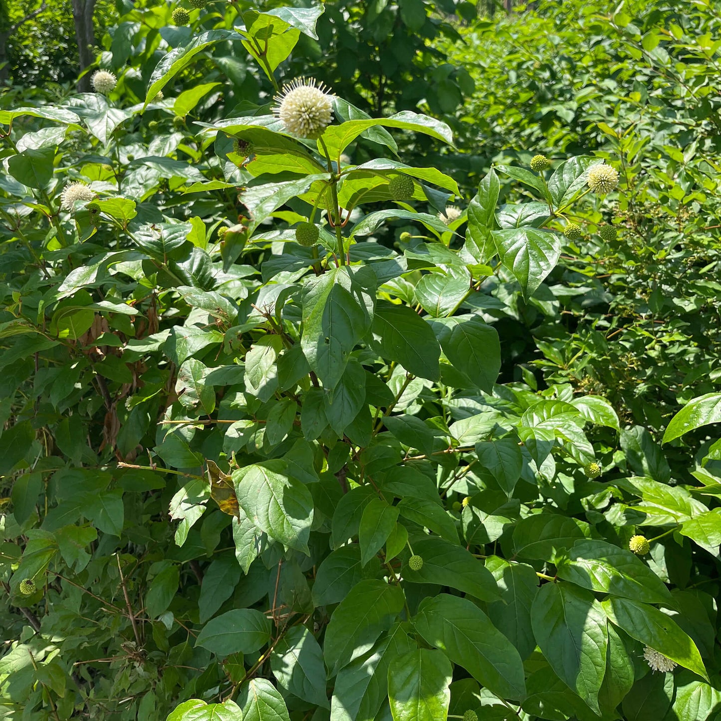 
                  
                    Semences - Bois-bouton
                  
                