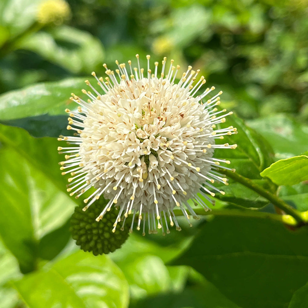 Semences - Bois-bouton