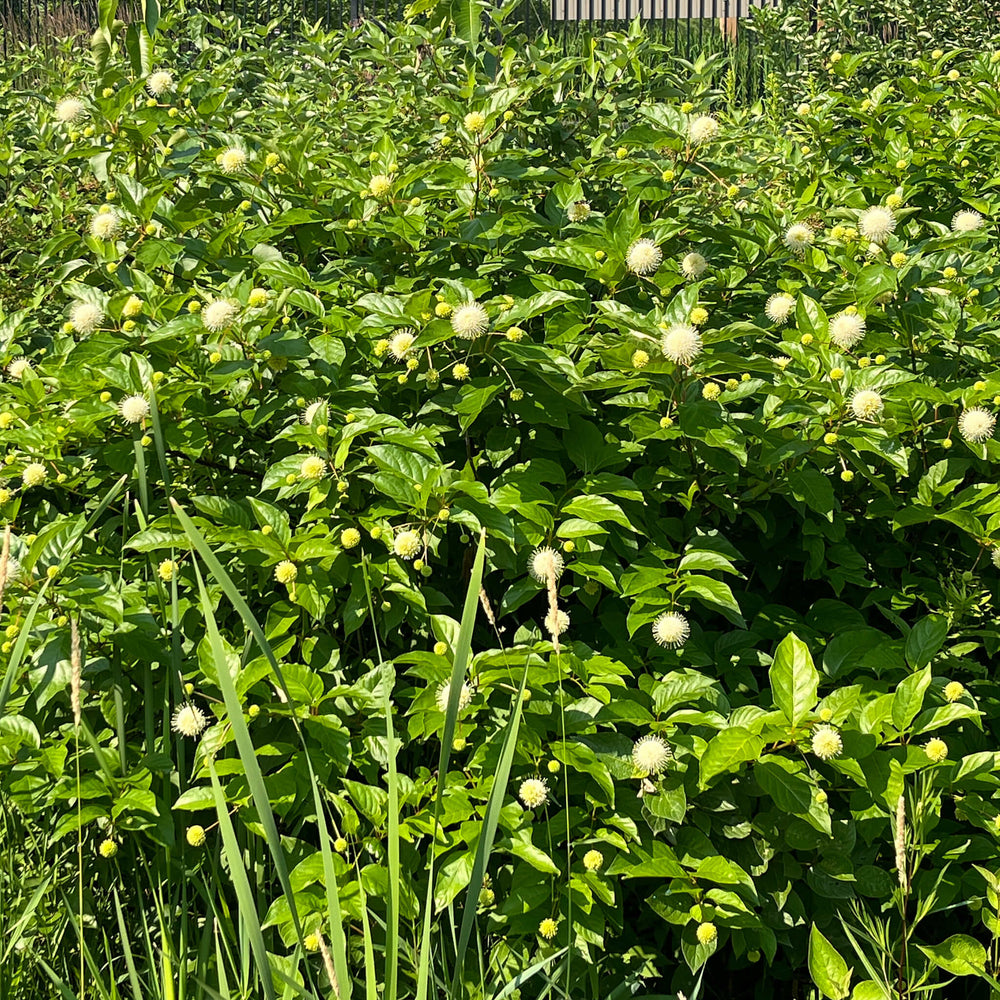 
                  
                    Semences - Bois-bouton
                  
                