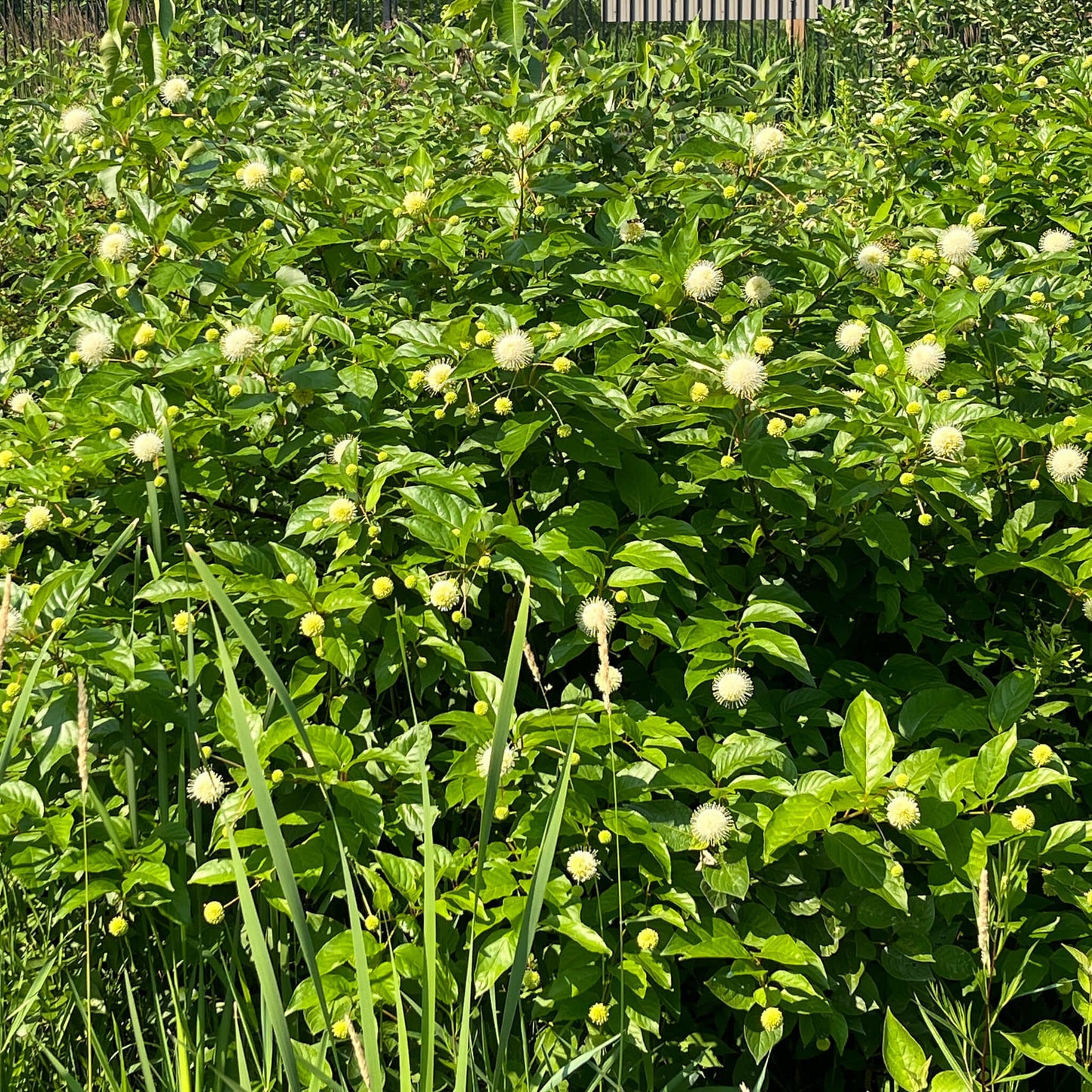 
                  
                    Semences - Bois-bouton
                  
                