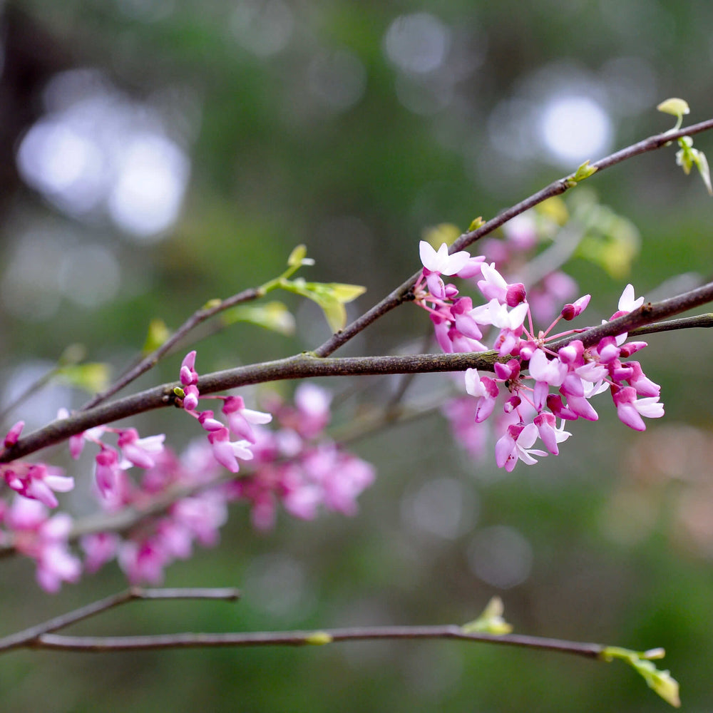 
                  
                    Semences - Gainier rouge
                  
                