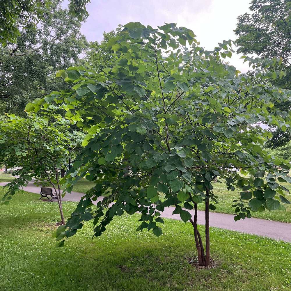 Semences - Gainier rouge