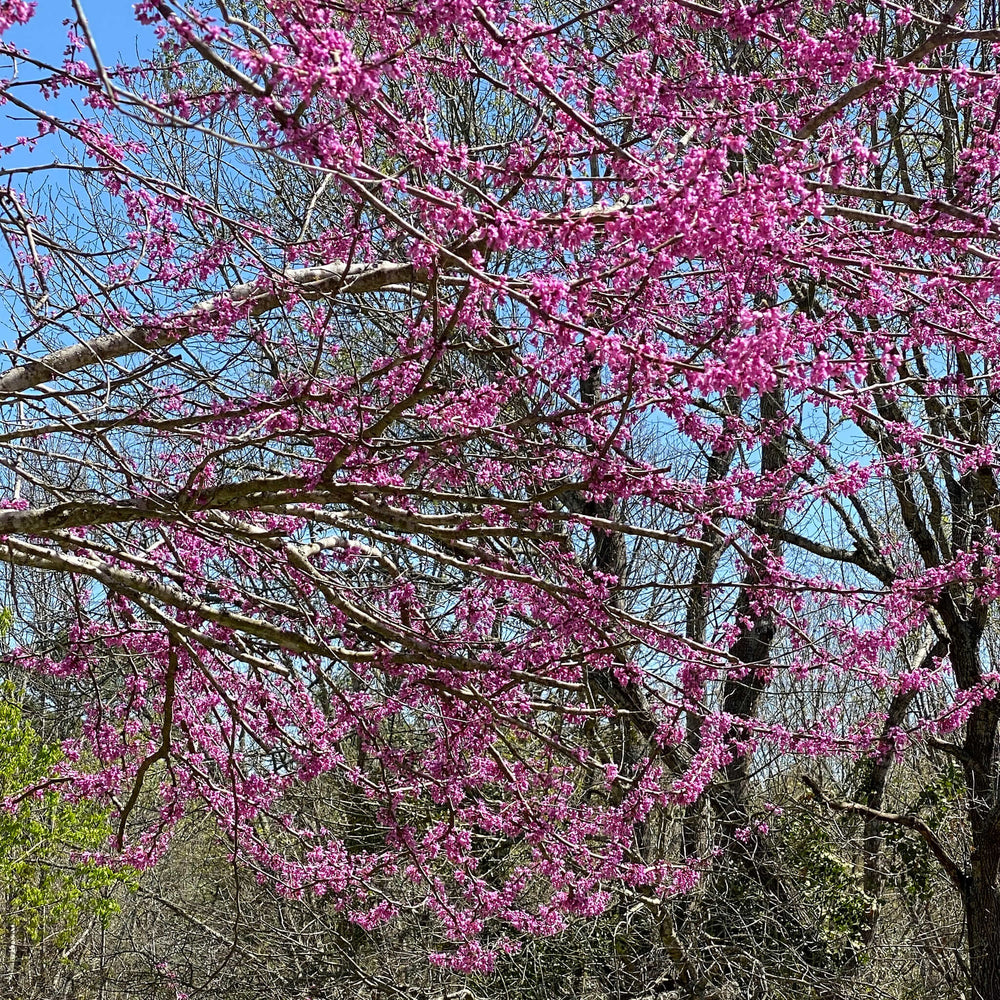 Semences - Gainier rouge