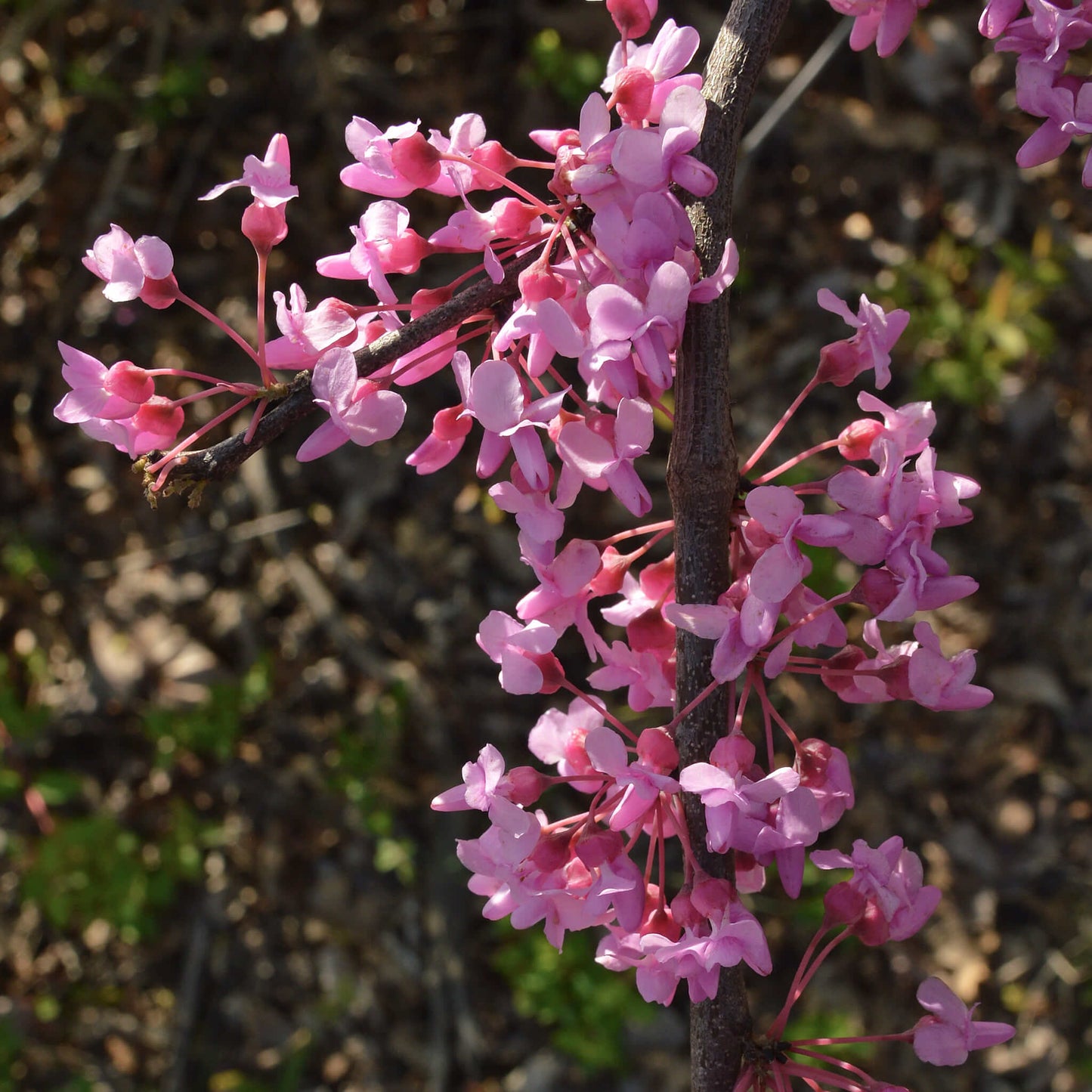 
                  
                    Semences - Gainier rouge
                  
                