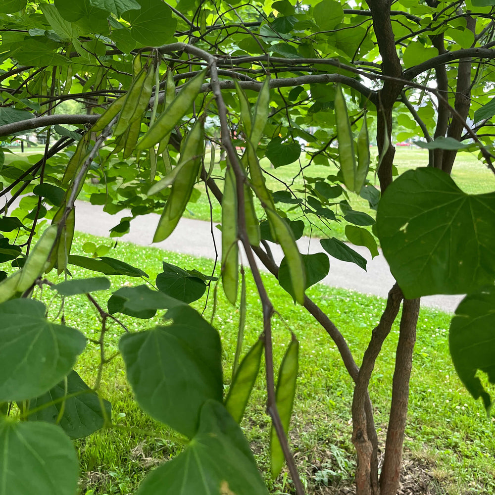 
                  
                    Semences - Gainier rouge
                  
                