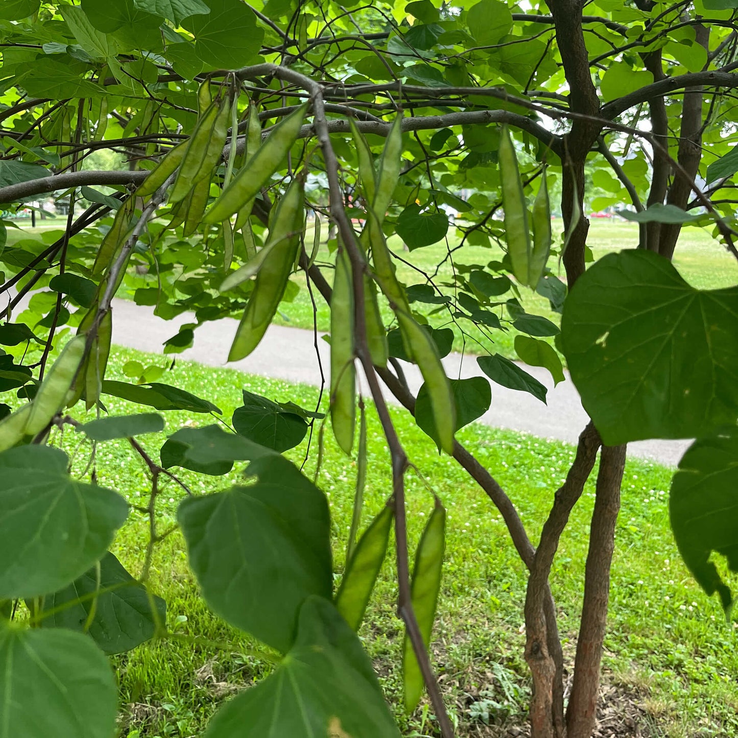 
                  
                    Semences - Gainier rouge
                  
                