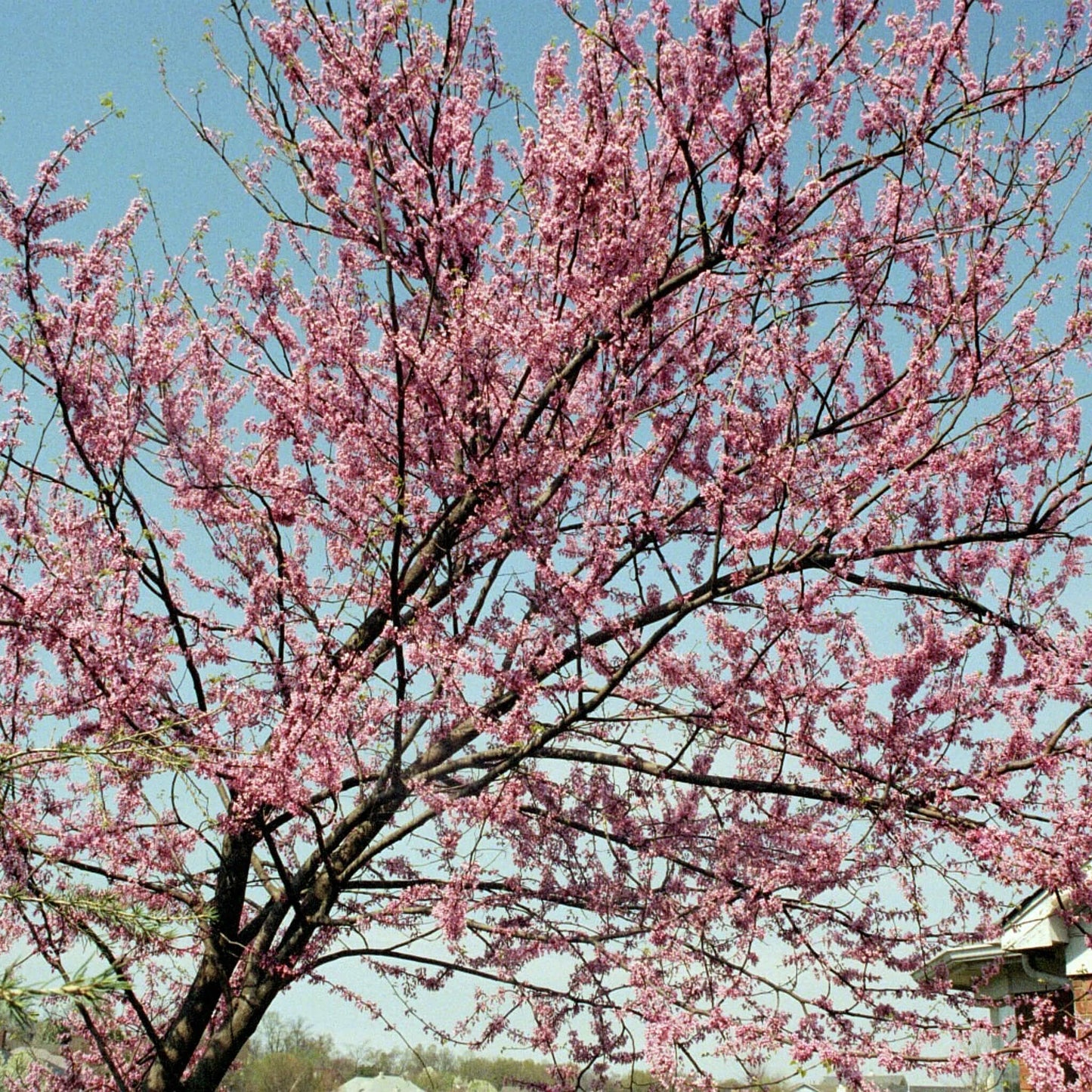 
                  
                    Semences - Gainier rouge
                  
                