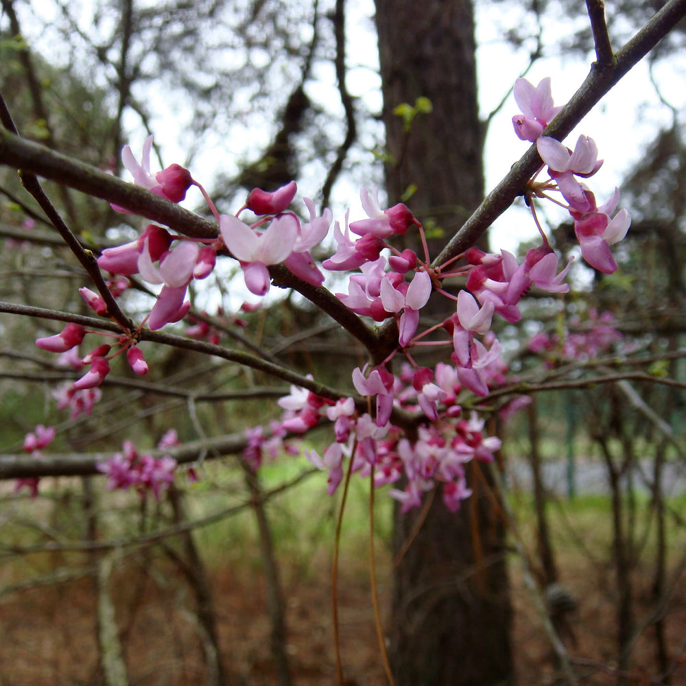 
                  
                    Semences - Gainier rouge
                  
                