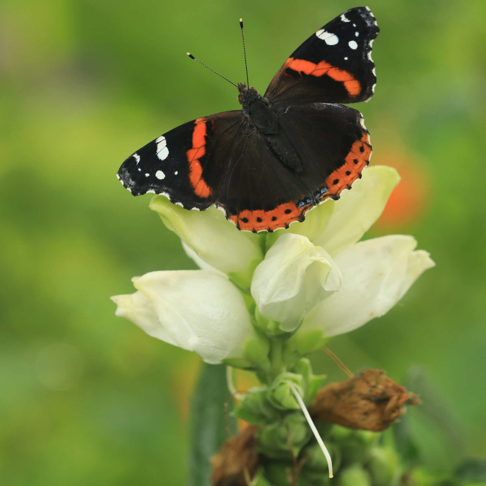 Semences - Galane glabre