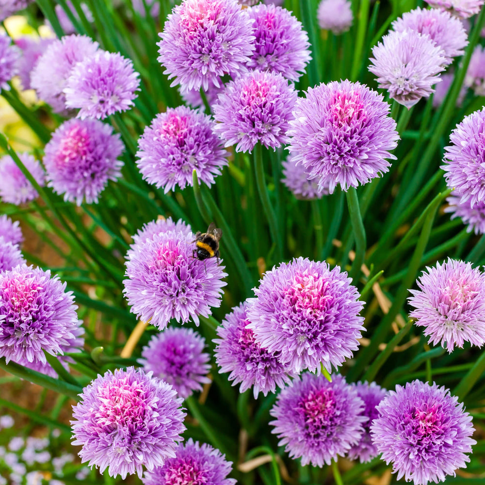 Fleurs de ciboulette - Allium scoenoprasum
