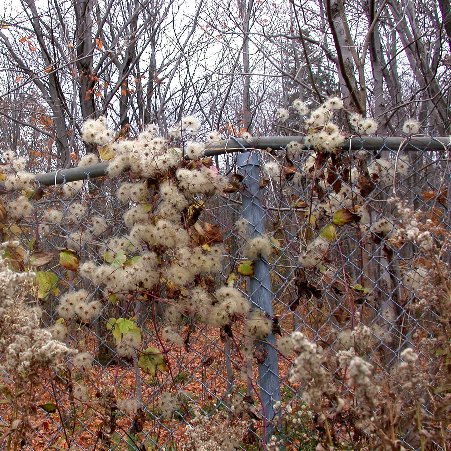 
                  
                    Semences - Clématite de Virginie
                  
                
