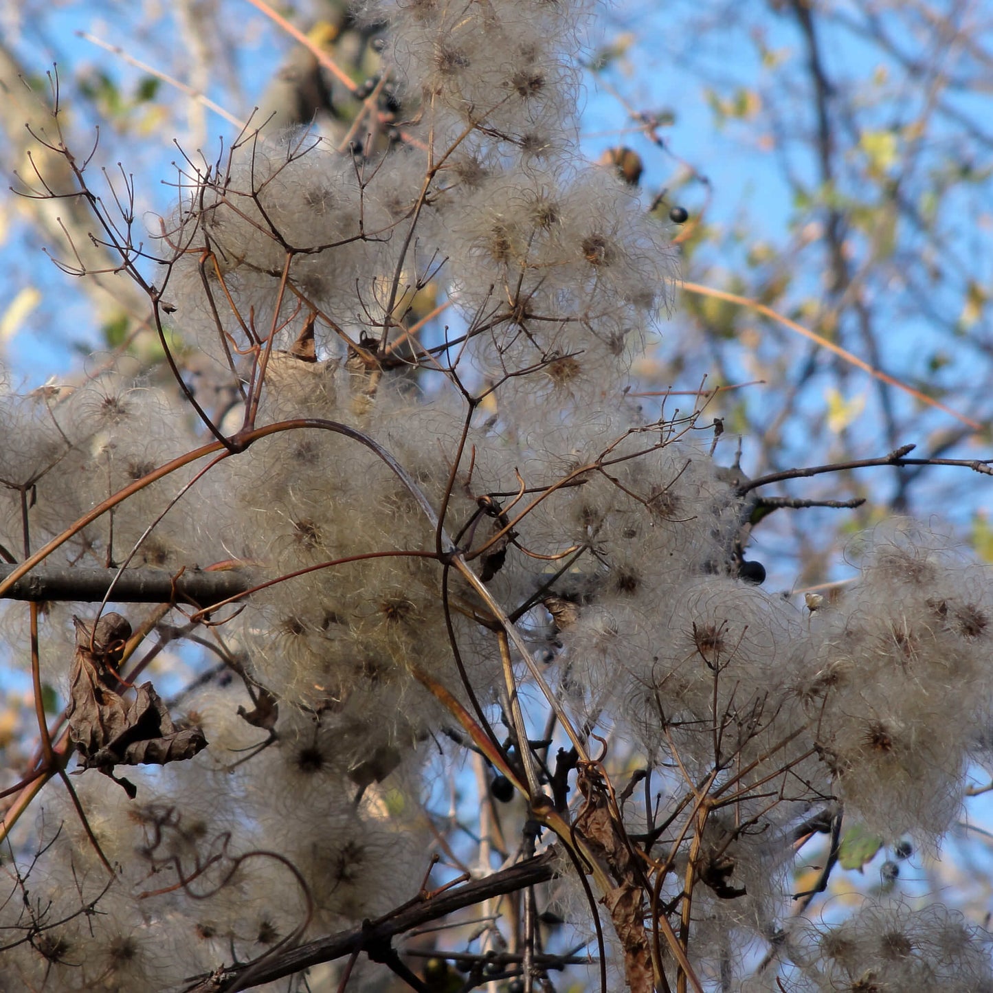 
                  
                    Semences - Clématite de Virginie
                  
                