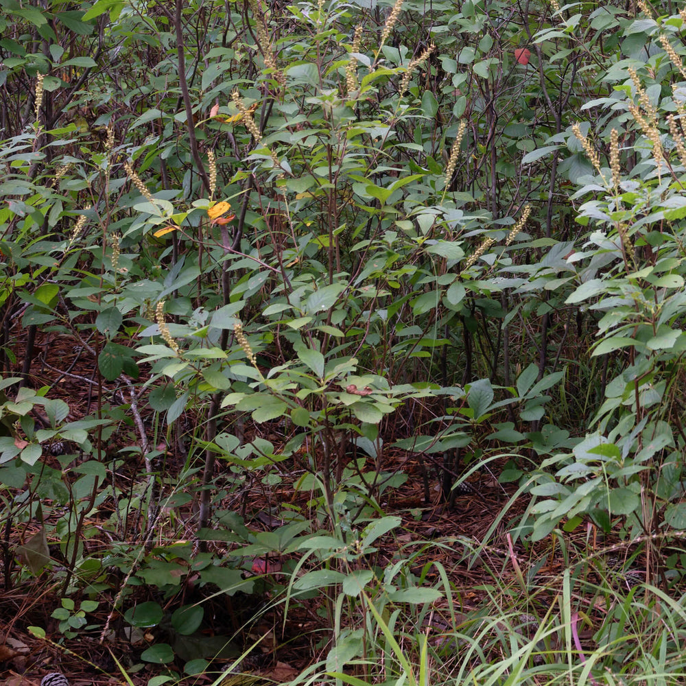 
                  
                    Semences - Clèthre à feuilles d'aulne
                  
                