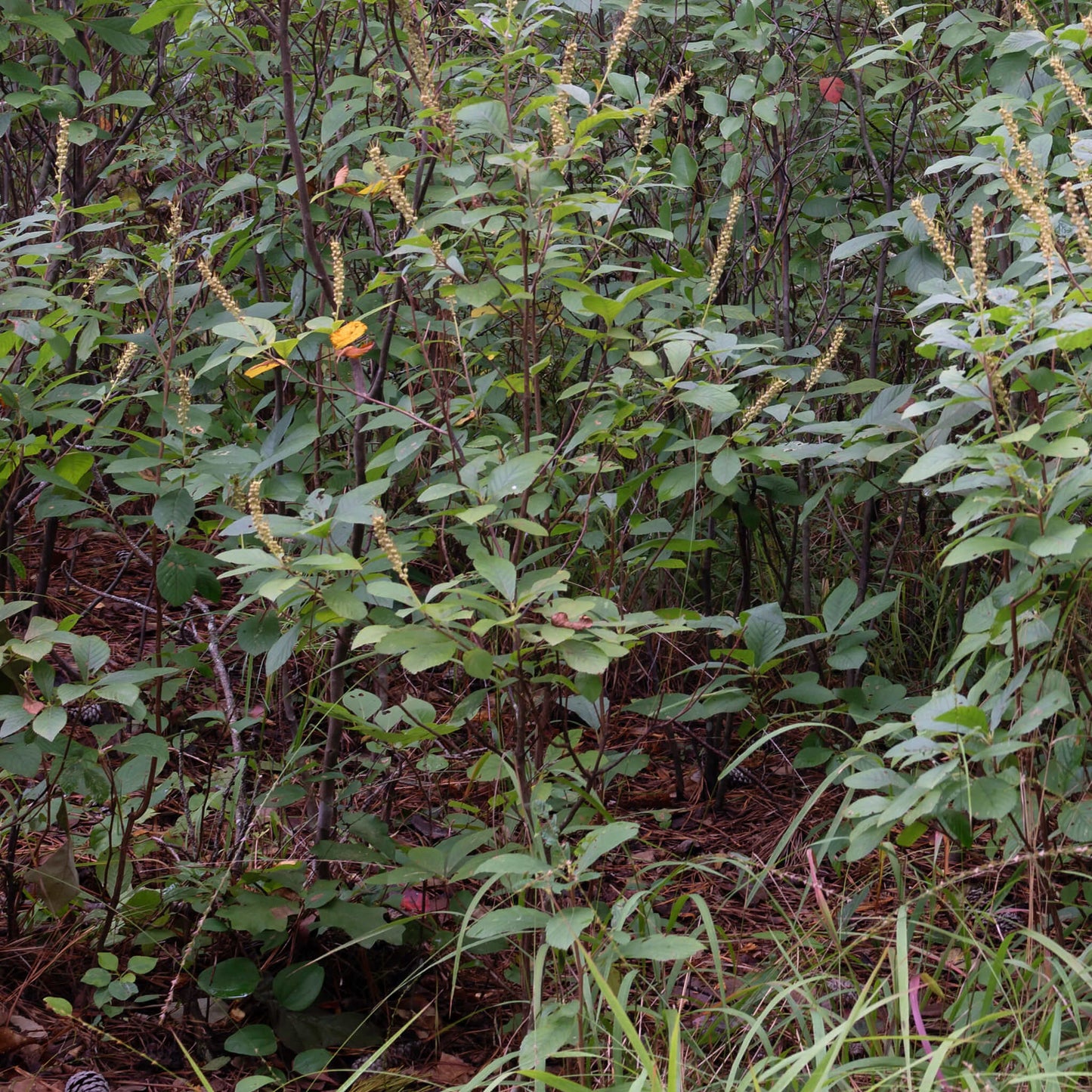 
                  
                    Semences - Clèthre à feuilles d'aulne
                  
                