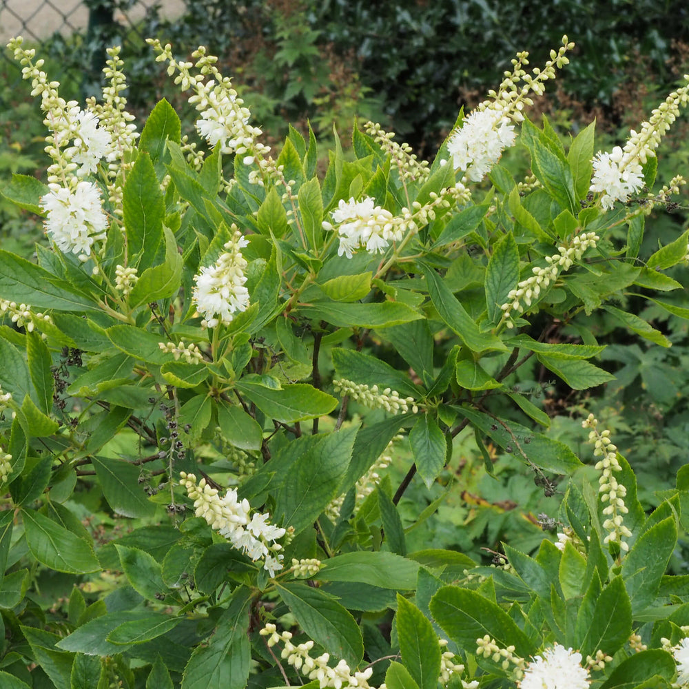 
                  
                    Semences - Clèthre à feuilles d'aulne
                  
                