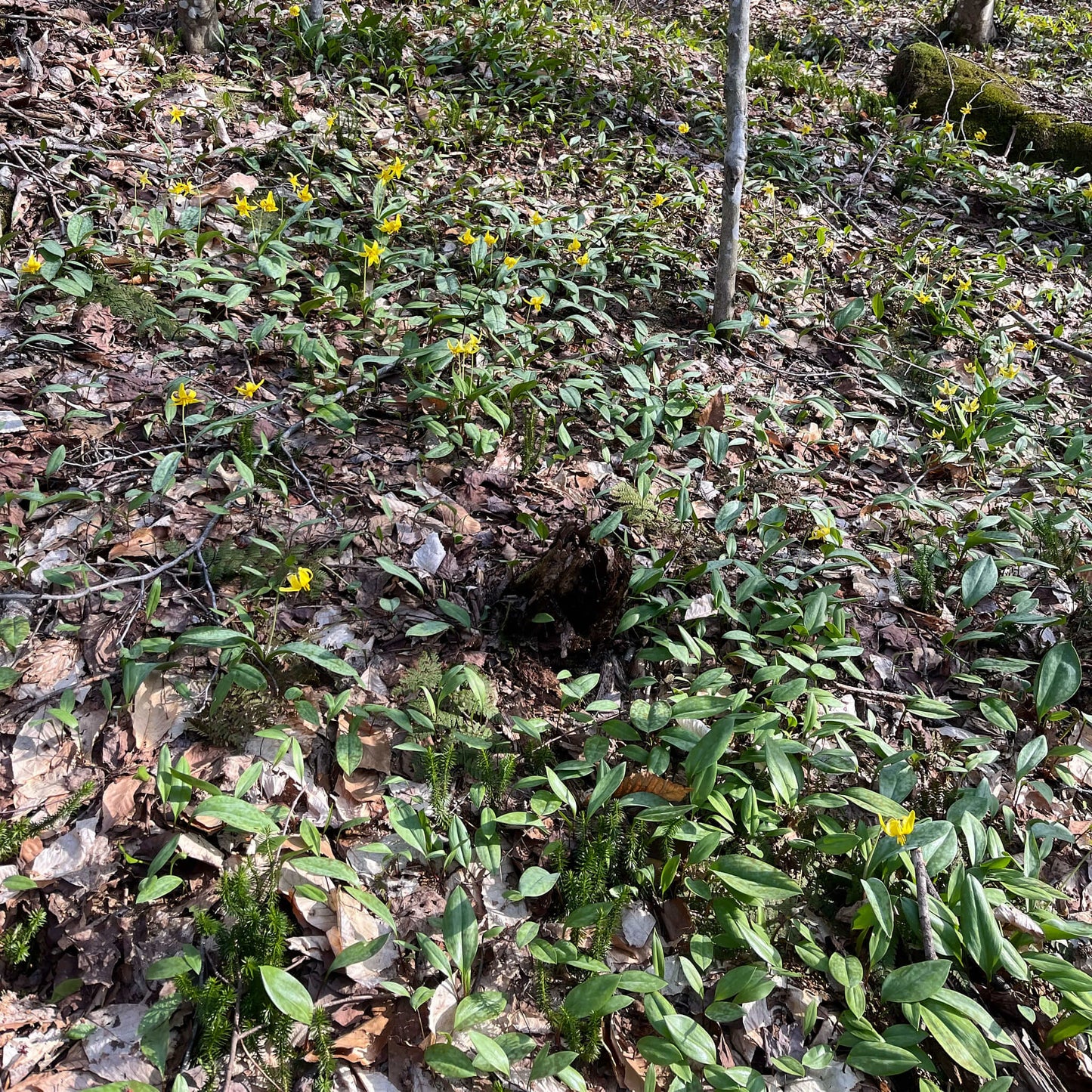 
                  
                    Semences stratifiées - Clintonie Boréale
                  
                