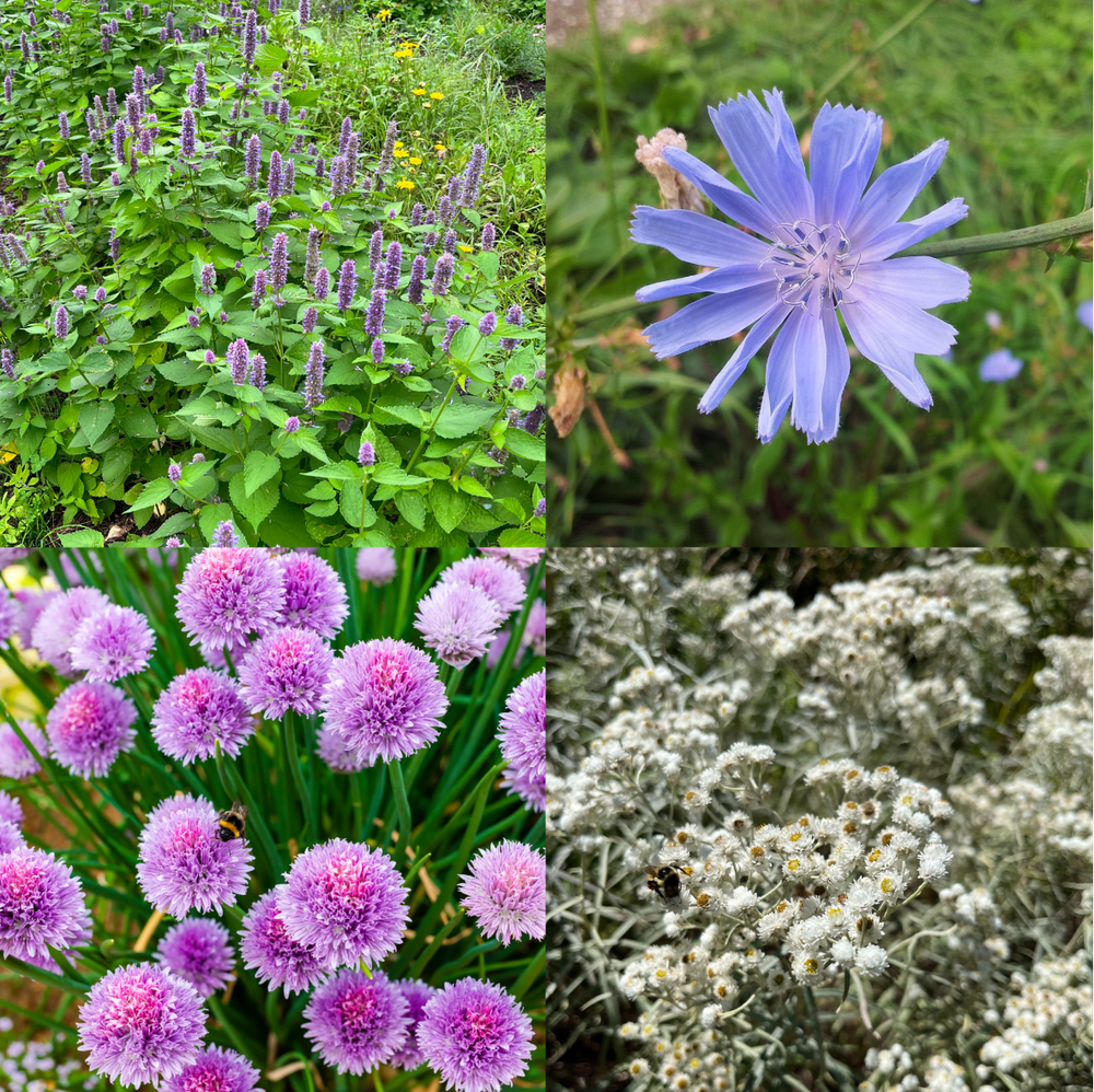 Combo découverte : Pour les jardinier.es débutant.es