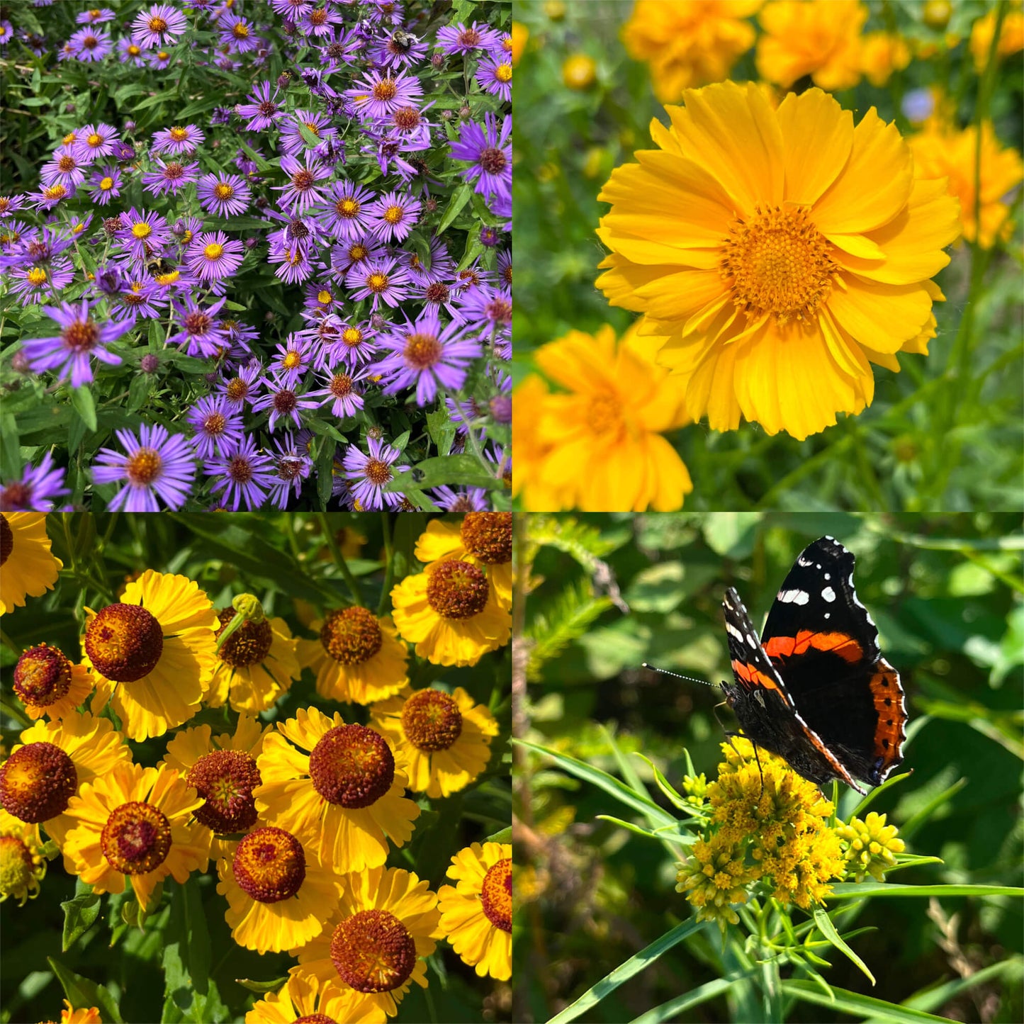 Combo découverte : Plantes clé de voûte