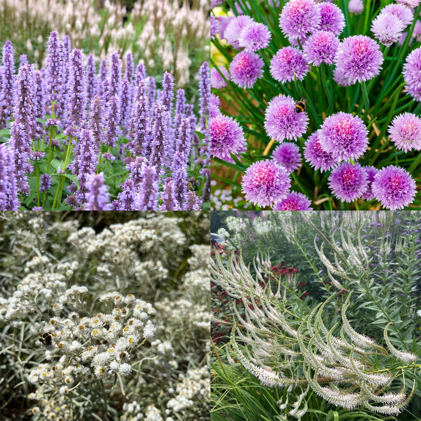 Combo découverte : Pour les jardinier.es débutant.es