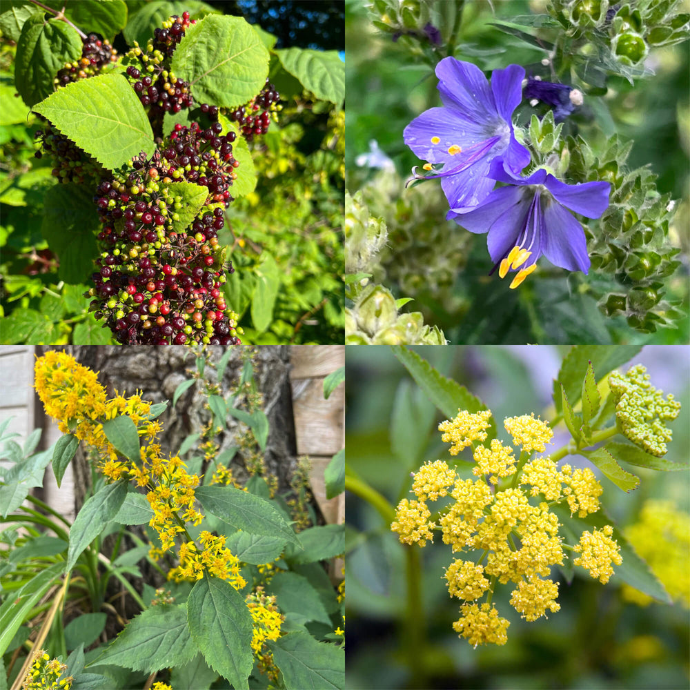 Combo découverte : Mi-ombre