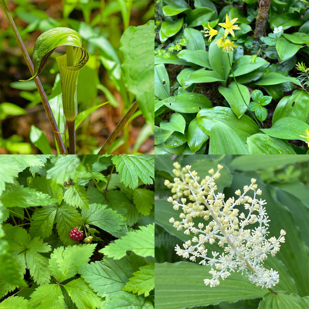 Combo découverte : Sous-bois forestier