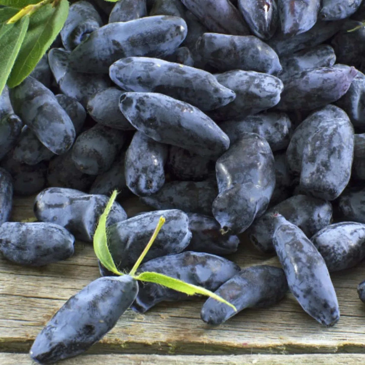 
                  
                    Wild Grocery - Haskap Berry Jam
                  
                