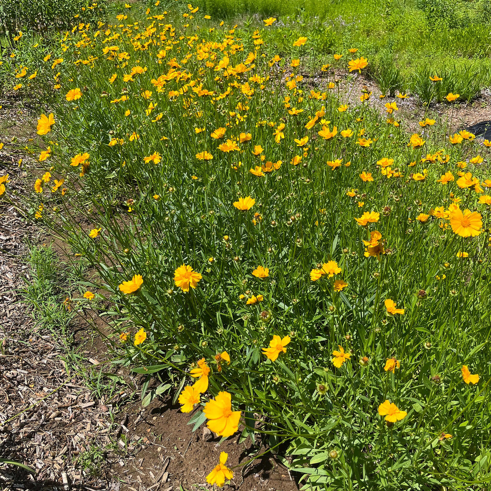 
                  
                    Seeds - Lance-leaved Tickseed 
                  
                