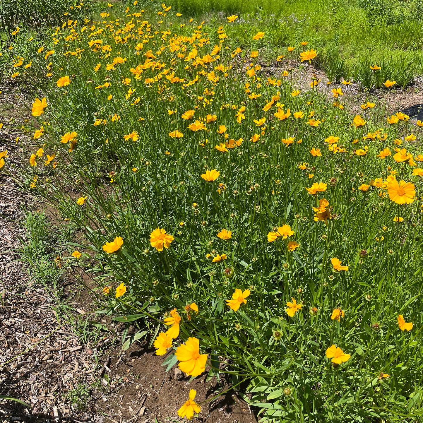 
                  
                    Seeds - Lance-leaved Tickseed 
                  
                