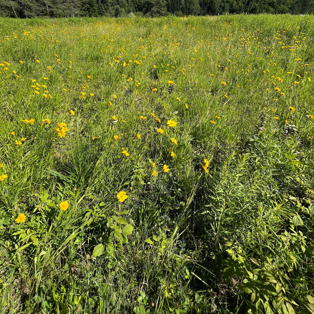 
                  
                    Seeds - Lance-leaved Tickseed 
                  
                