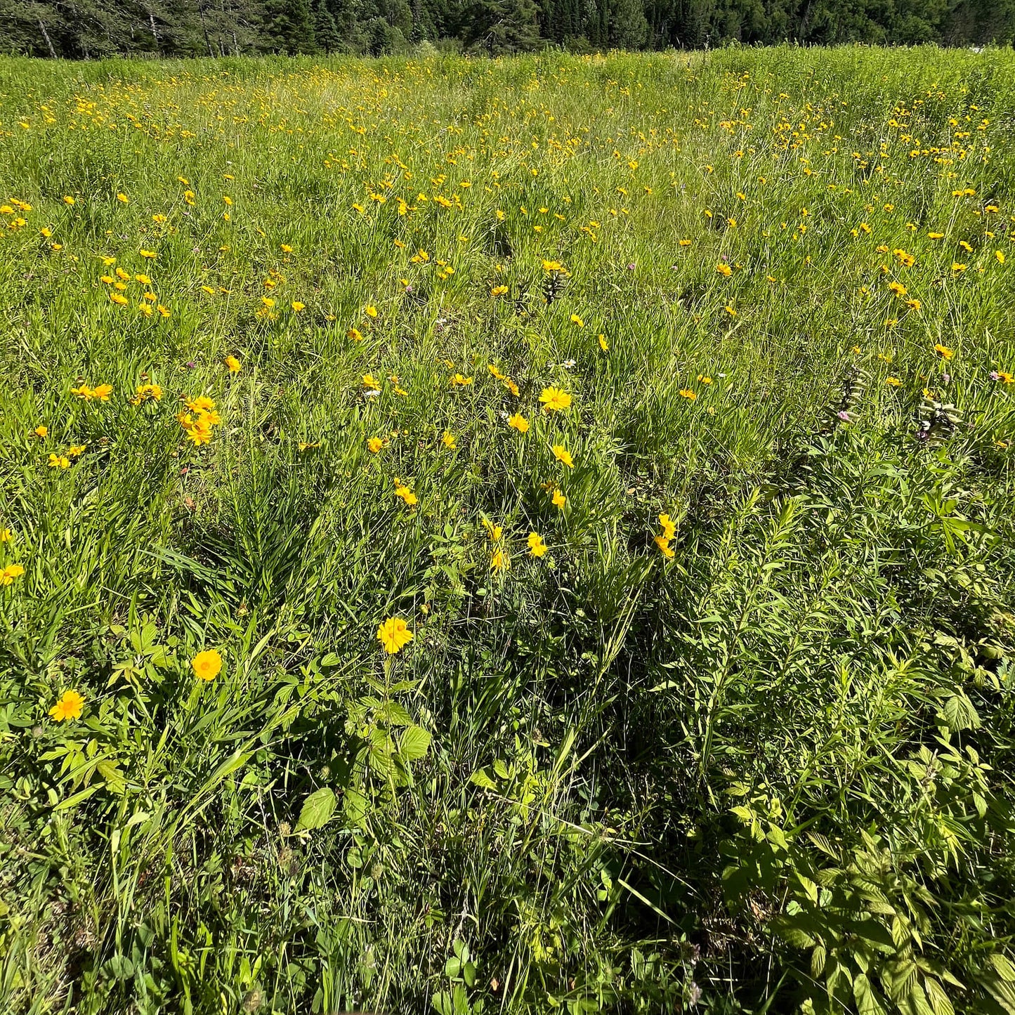 
                  
                    Seeds - Lance-leaved Tickseed 
                  
                