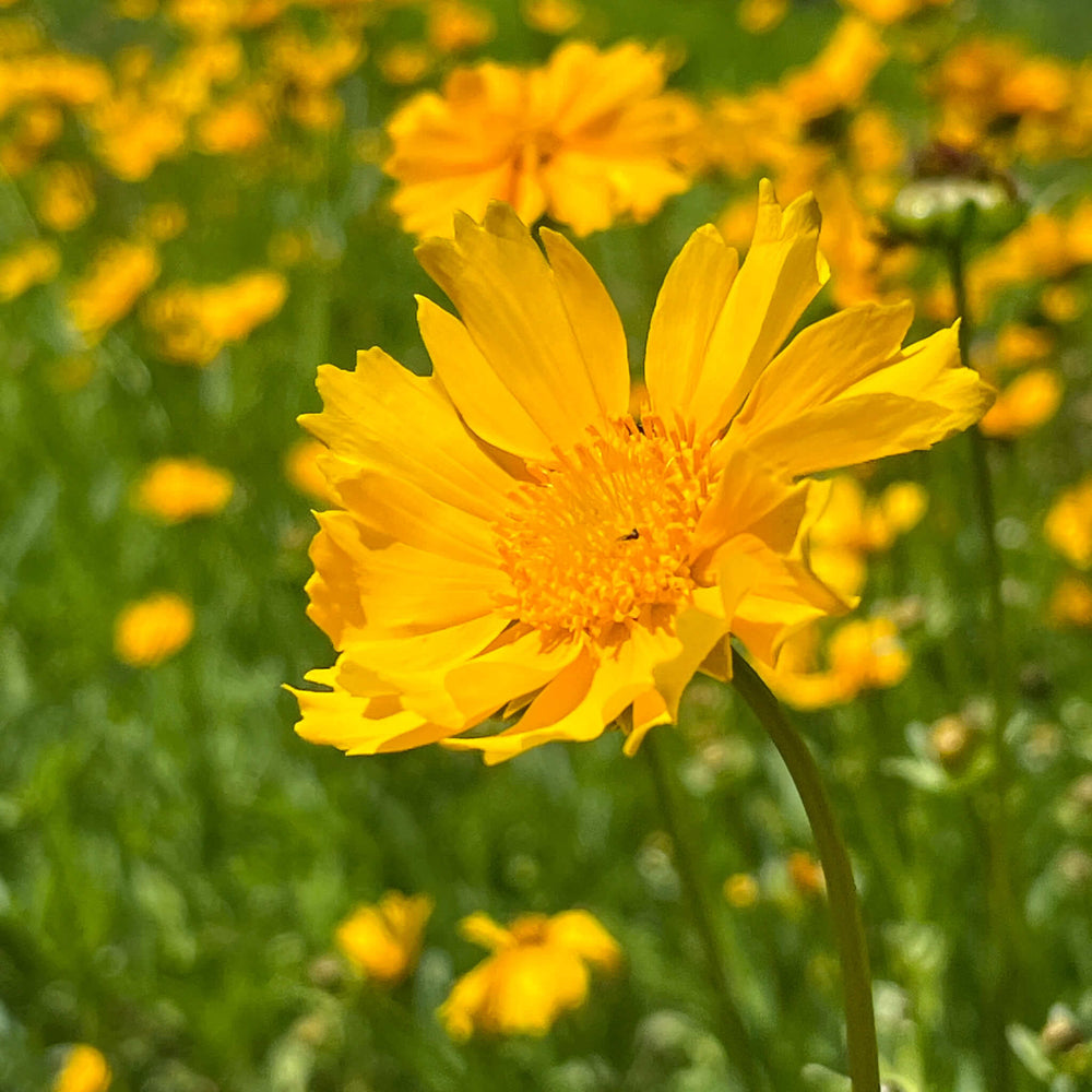 
                  
                    Seeds - Lance-leaved Tickseed 
                  
                