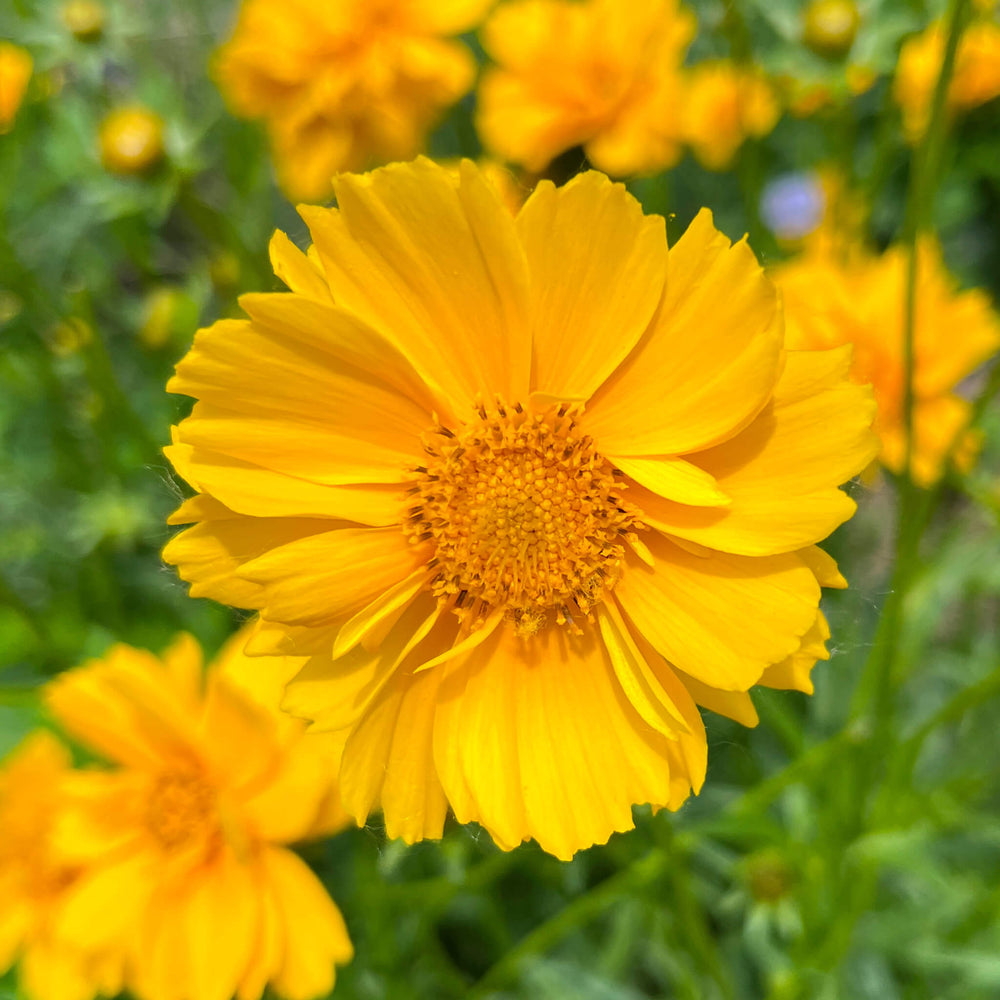 Coréopsis lancéolé - coreopsis lanceolata