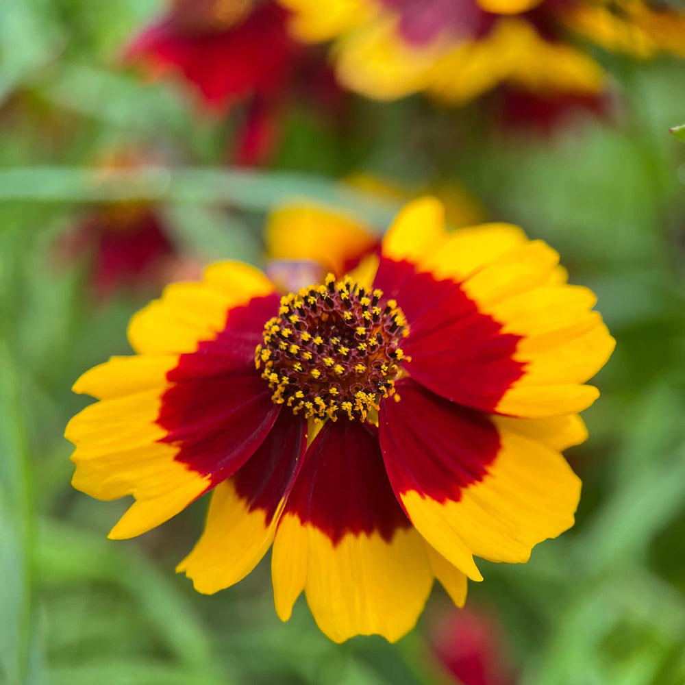 
                  
                    Seeds - Golden Tickseed
                  
                