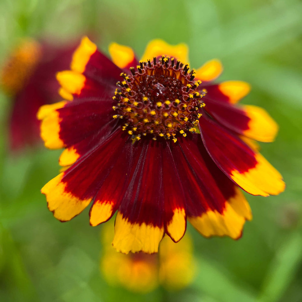 
                  
                    Seeds - Golden Tickseed
                  
                