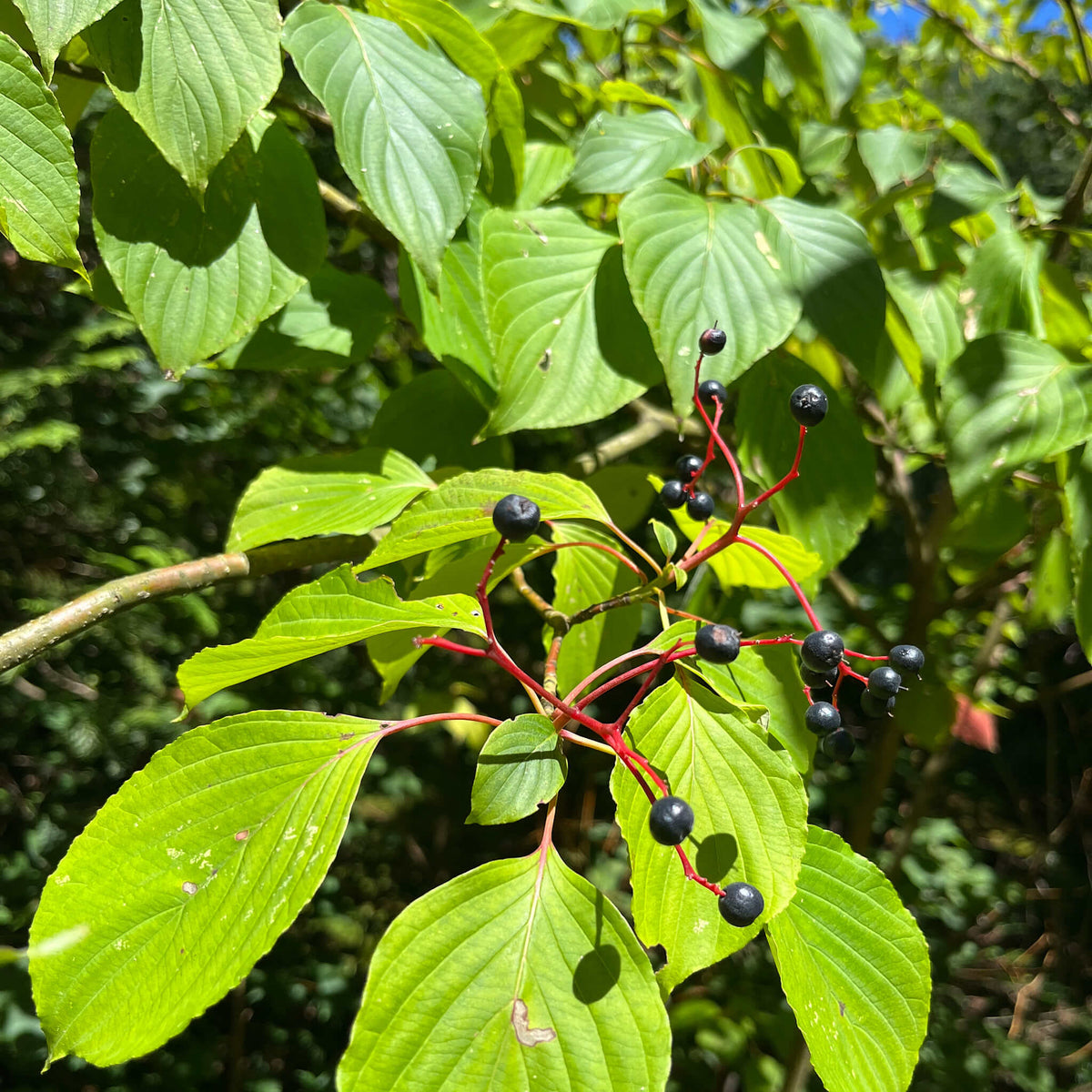 Semences - Cornouiller à feuilles alternes - Cornus alternifolia